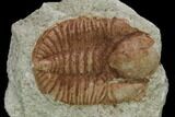 Ordovician Trilobite (Ampyxina) Fossil - Missouri #137228-1